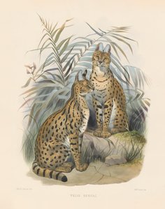  alkotó: Joseph Wolf