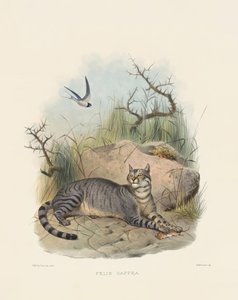  alkotó: Joseph Wolf