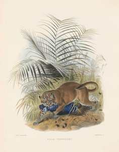  alkotó: Joseph Wolf