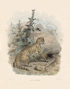 alkotó: Joseph Wolf