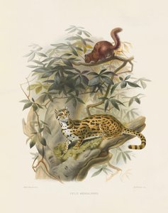  alkotó: Joseph Wolf