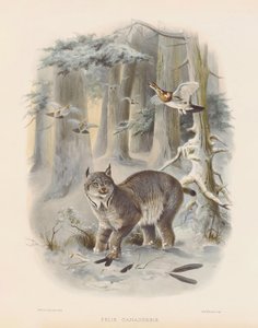  alkotó: Joseph Wolf