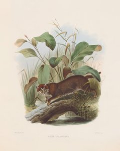  alkotó: Joseph Wolf