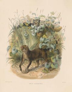  alkotó: Joseph Wolf
