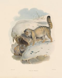  alkotó: Joseph Wolf