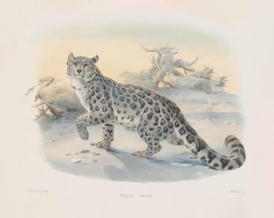  alkotó: Joseph Wolf