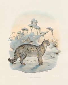  alkotó: Joseph Wolf