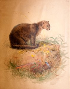 Yagurundi macska, 1851-69 alkotó: Joseph Wolf