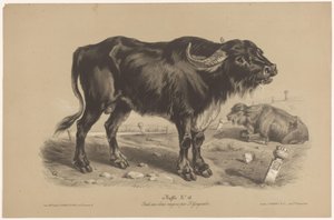 Bivaly Bivaly (cím a tárgyon) Dierenstudies in twee soorten krijt (sorozat címe) Z. Gengembre tanulmánya két ceruzával (sorozat címe)