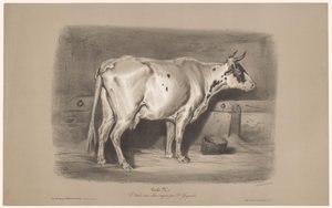 Tehén egy istállóban Vache (cím az objektumon) Állatkísérletek kétféle krétával (sorozat címe) Étude aux deux crayons par Z. Gengembre (sorozat címe az objektumon)