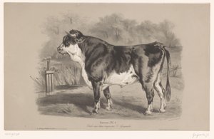 Bika a réten Taureau (cím a tárgyon) Állatkísérletek kétféle krétával (sorozat címe) Etude aux deux zsírkréták par Z. Gengembre (sorozat címe az objektumon)