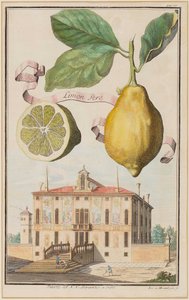 Lemon Pero.
