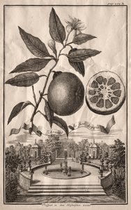 Nurnbergische Hesperides: Double Aranzo de fior