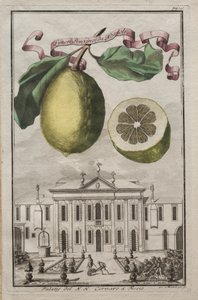 Nurnbergische Hesperides: No125 – Limon Ponzino da Neapoli. Palazzo del N. H. Cornaro à Fiesso, c170