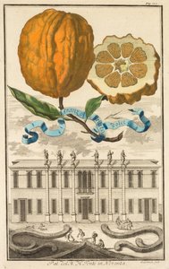 Nurnbergische Hesperides: No185 - Sweet Striated Aranzo. Palazzo del N. H. Fonte Noventában, 1708.