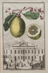 Nurnbergische Hesperides: No. 125 - Limon Ponzino Neapoliból. Palazzo del N. H. Cornaro Fiessóban