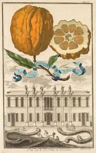 Nurnbergische Hesperides: No. 185 - Sweet Striated Aranzo. Palazzo del N. H. Fonte Noventában