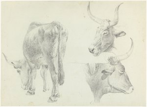 Három tanulmány az olasz szarvasmarhákról alkotó: Josephus Augustus Knip