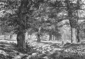 Sherwood Forestben, 1875.
