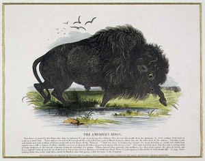 The American Bison, oktatási illusztrációs pub. a Keresztény Tudást népszerűsítő Társaság