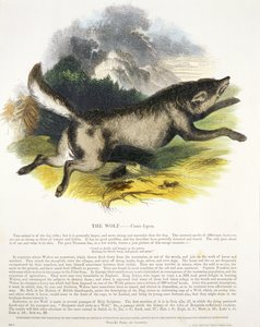 A Farkas (Canis lupus) ismeretterjesztő illusztrációs kocsma. a Keresztény Tudást Elősegítő Társaság által, 1843 (akvatinta)