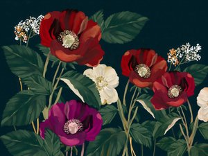 Elegáns sötét pipacsok alkotó: Josie George
