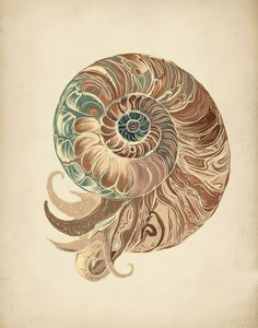 Elegáns Nautilus kagyló