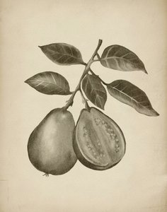 A guava botanikai vizsgálata