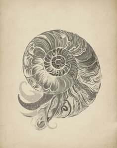 Bonyolult nautilus-spirál alkotó: Josie George