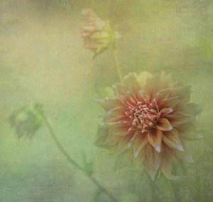 Álomszerű dáliavirág alkotó: Judy Tseng