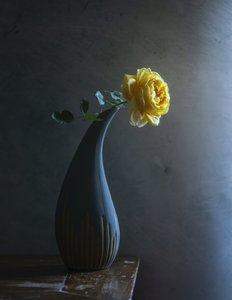 Moody sárga rózsa