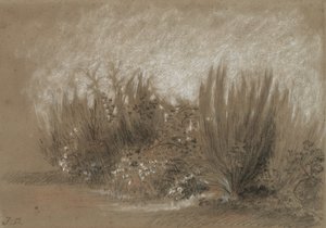 Genets et Ronces (Broom and Brambles) alkotó: Jules Dupré
