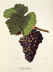 Affenthaler szőlő, J. Troncy alkotó: Jules Troncy