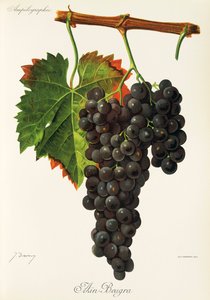 Ain Beugra szőlő, J. Troncy alkotó: Jules Troncy