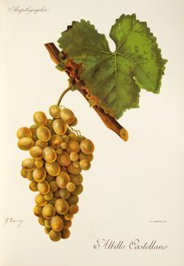 Albillo Castellano szőlő, J. Troncy alkotó: Jules Troncy
