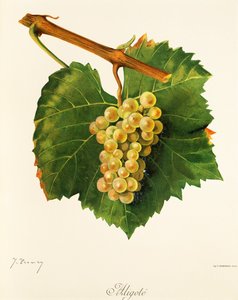 Aligote szőlő, J. Troncy alkotó: Jules Troncy