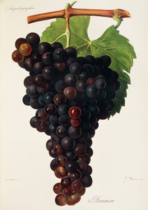 Aramon szőlő, J. Troncy alkotó: Jules Troncy