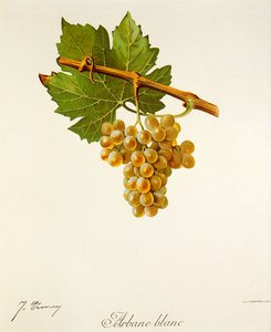 Arbane Blanc szőlő, J. Troncy alkotó: Jules Troncy