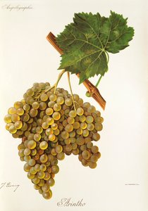 Arintho szőlő, J. Troncy alkotó: Jules Troncy