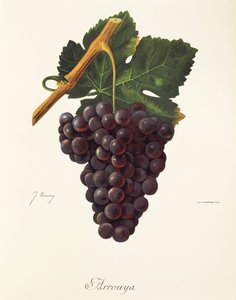 Arrouya szőlő, J. Troncy alkotó: Jules Troncy