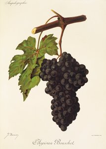 Aspiran Bouschet szőlő, J. Troncy alkotó: Jules Troncy