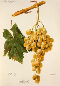 Augibi szőlő, J. Troncy alkotó: Jules Troncy