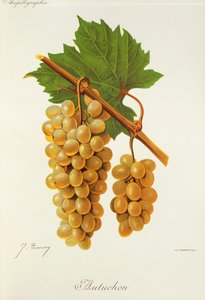 Autuchon szőlő, J. Troncy alkotó: Jules Troncy