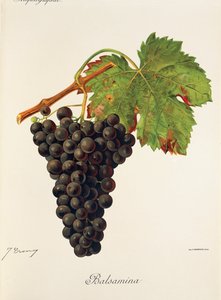 Balsaminaszőlő, J. Troncy alkotó: Jules Troncy