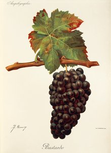 Bastardo szőlő, J. Troncy alkotó: Jules Troncy