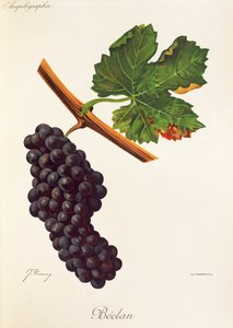 Beclan szőlő, J. Troncy alkotó: Jules Troncy