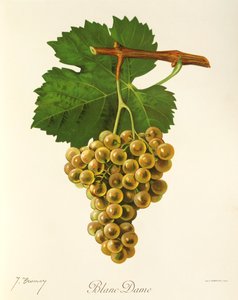 Blanc Dame szőlő, J. Troncy alkotó: Jules Troncy