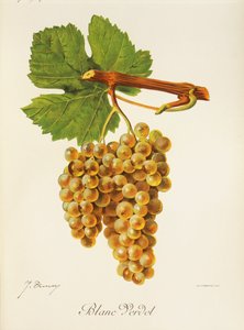 Blanc Verdet szőlő, J. Troncy alkotó: Jules Troncy