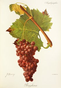 Braghina szőlő, J. Troncy alkotó: Jules Troncy