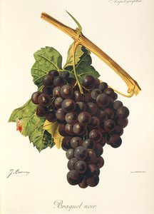 Braquet Noir szőlő, J. Troncy alkotó: Jules Troncy